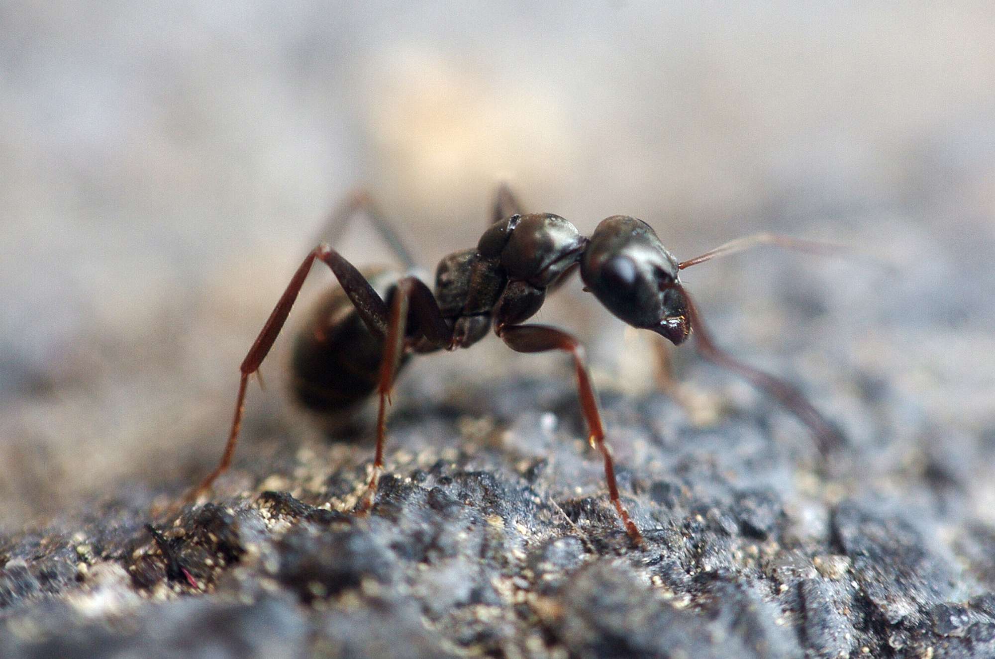 Close-up of a black ant with brown/reddish legs